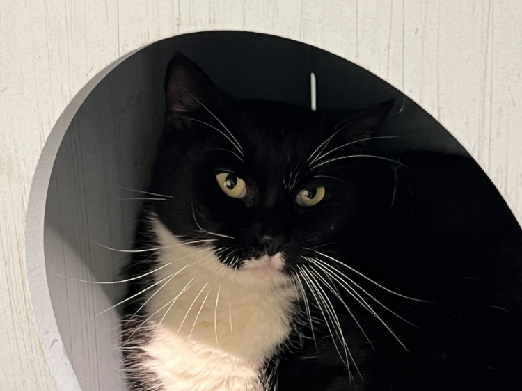 Animal à l'adoption
