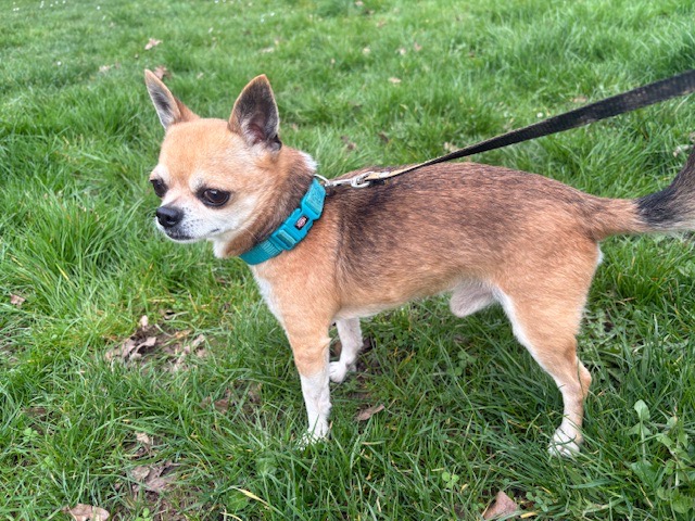 Skippy paa24139 ex pfa6238