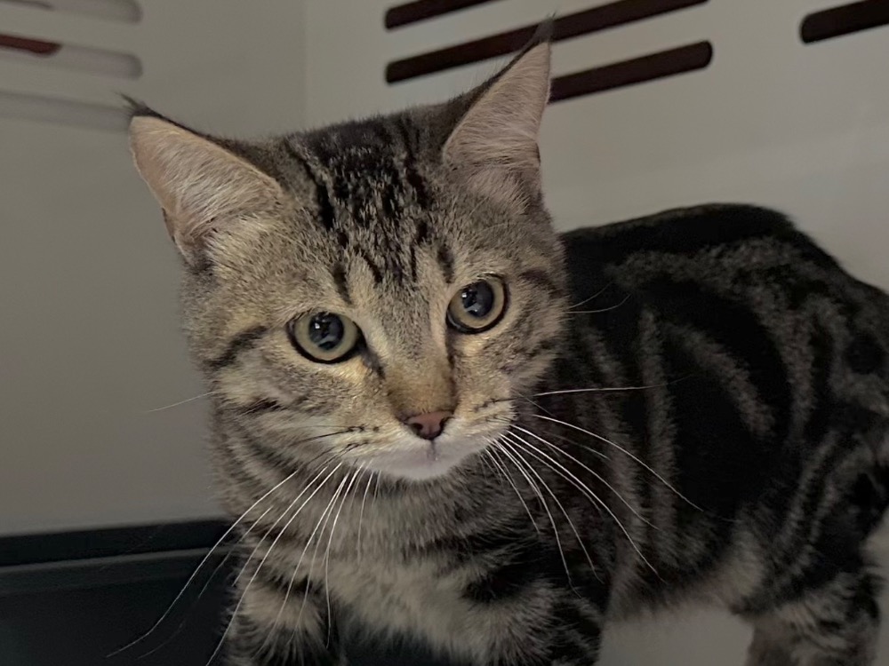 Animal à l'adoption