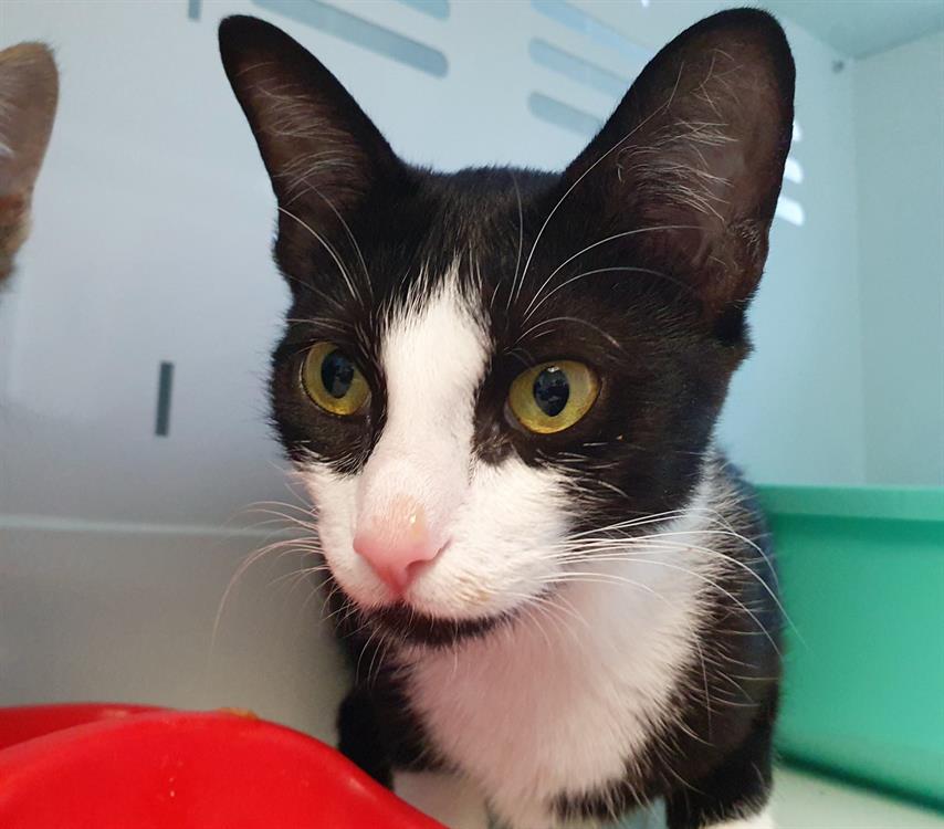 Animal à l'adoption