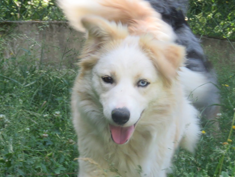 Animal à l'adoption