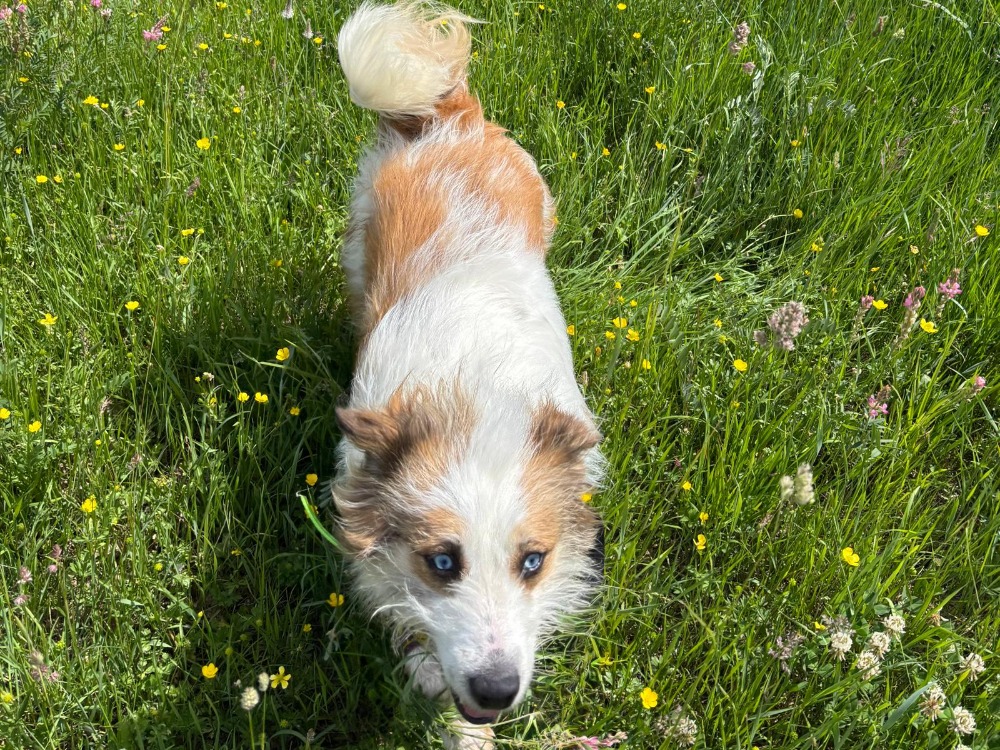 Photo de Skye