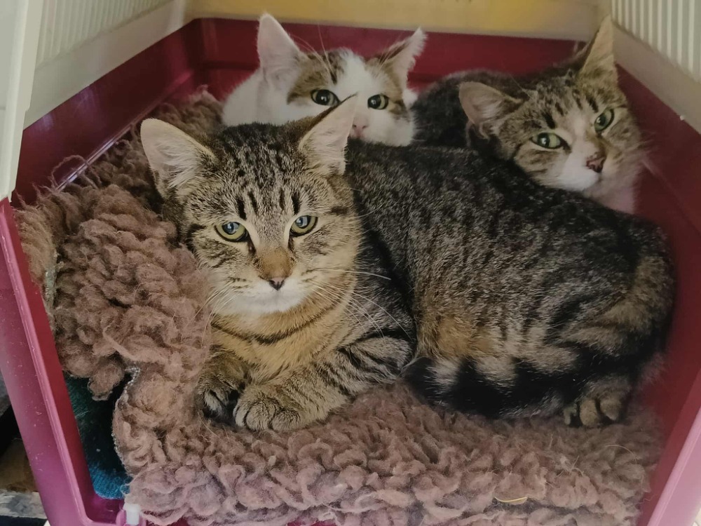 Animal à l'adoption