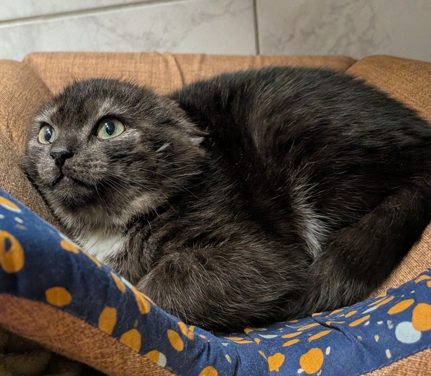 Animal à l'adoption