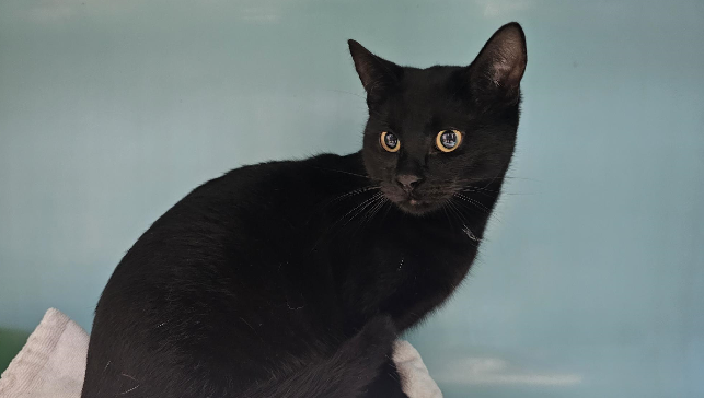 Animal à l'adoption