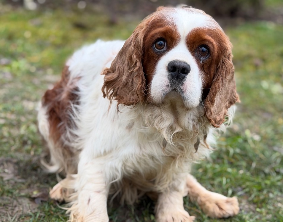 Animal à l'adoption