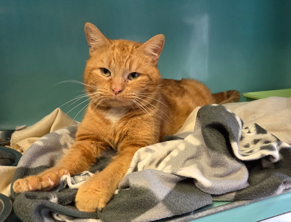 Animal à l'adoption