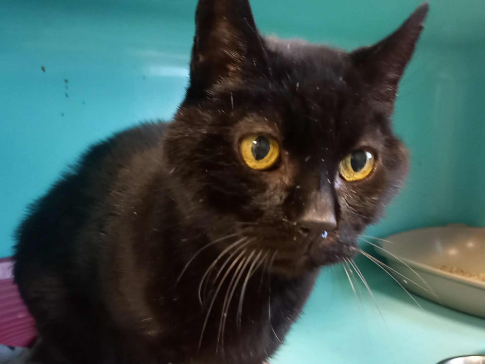 Animal à l'adoption