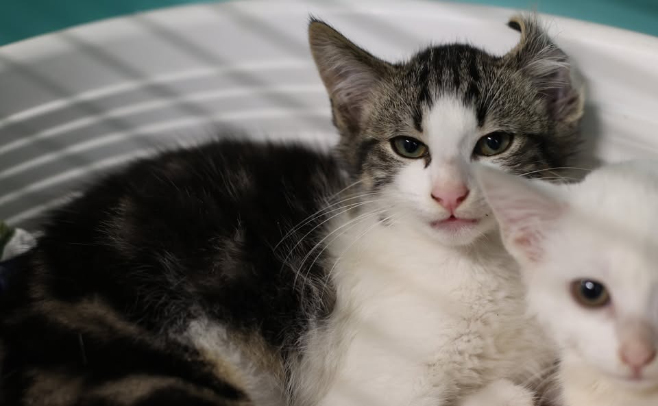 Animal à l'adoption