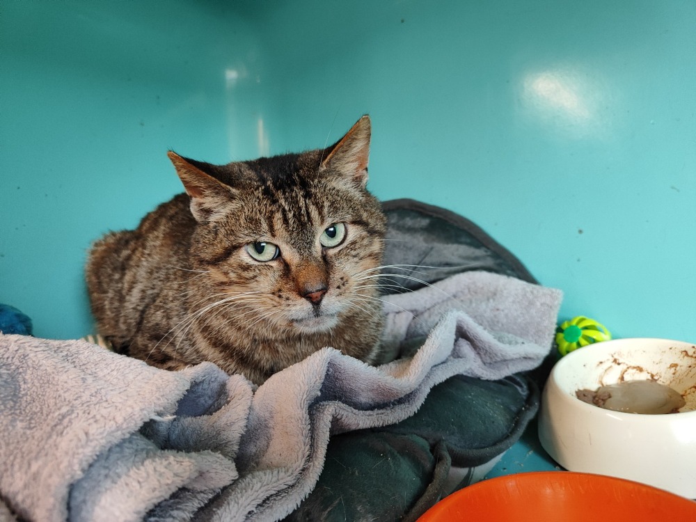 Animal à l'adoption