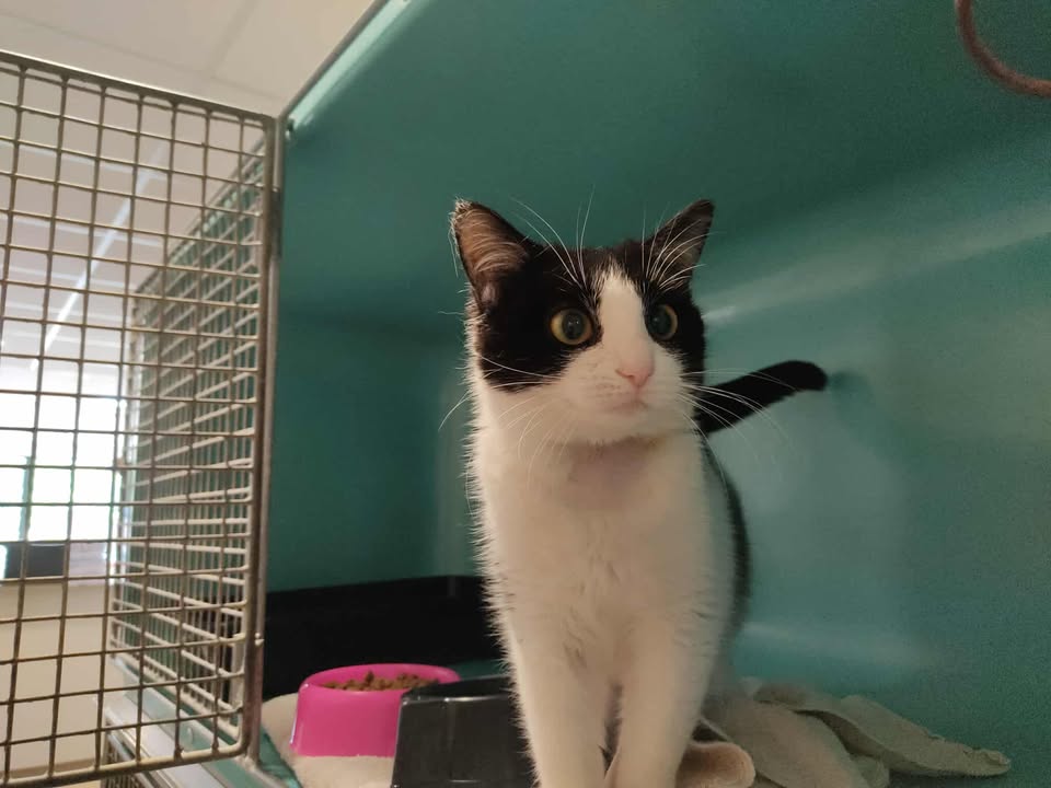 Animal à l'adoption