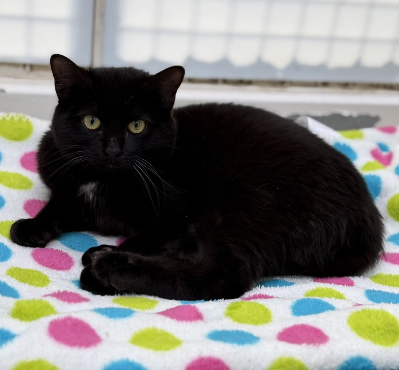 Animal à l'adoption