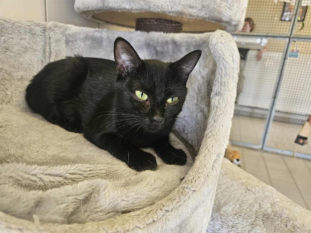 Animal à l'adoption