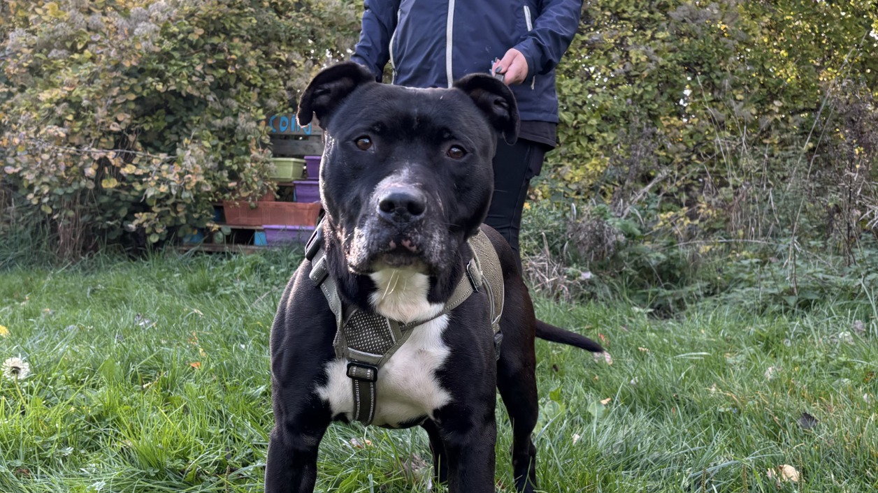 Animal à l'adoption
