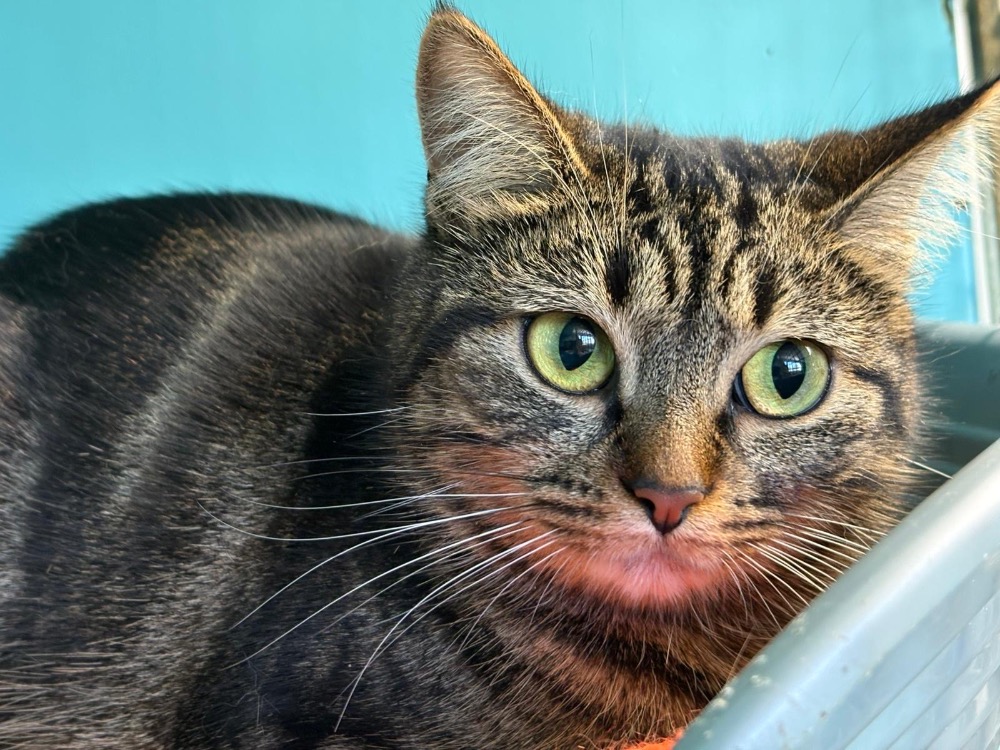 Animal à l'adoption