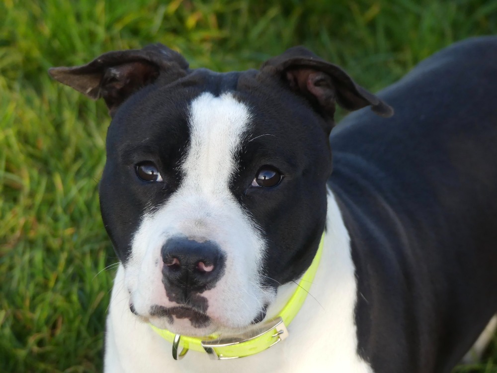 Animal à l'adoption