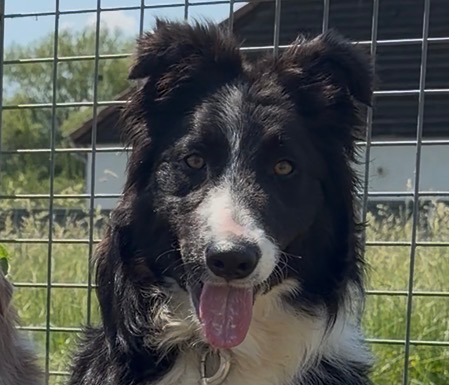 Animal à l'adoption