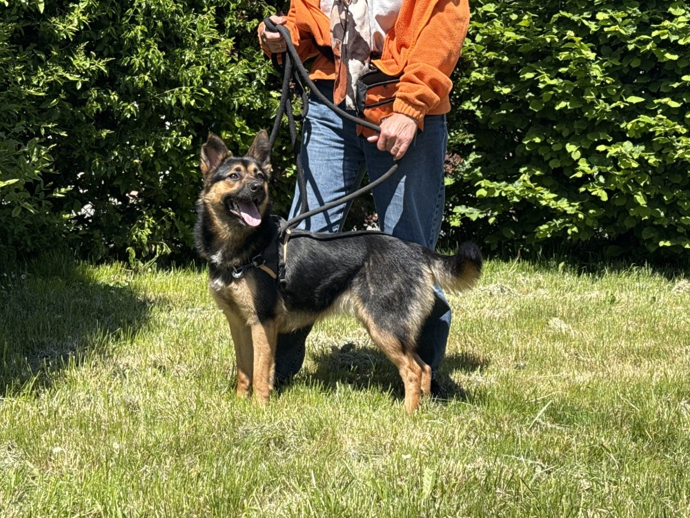 Stella