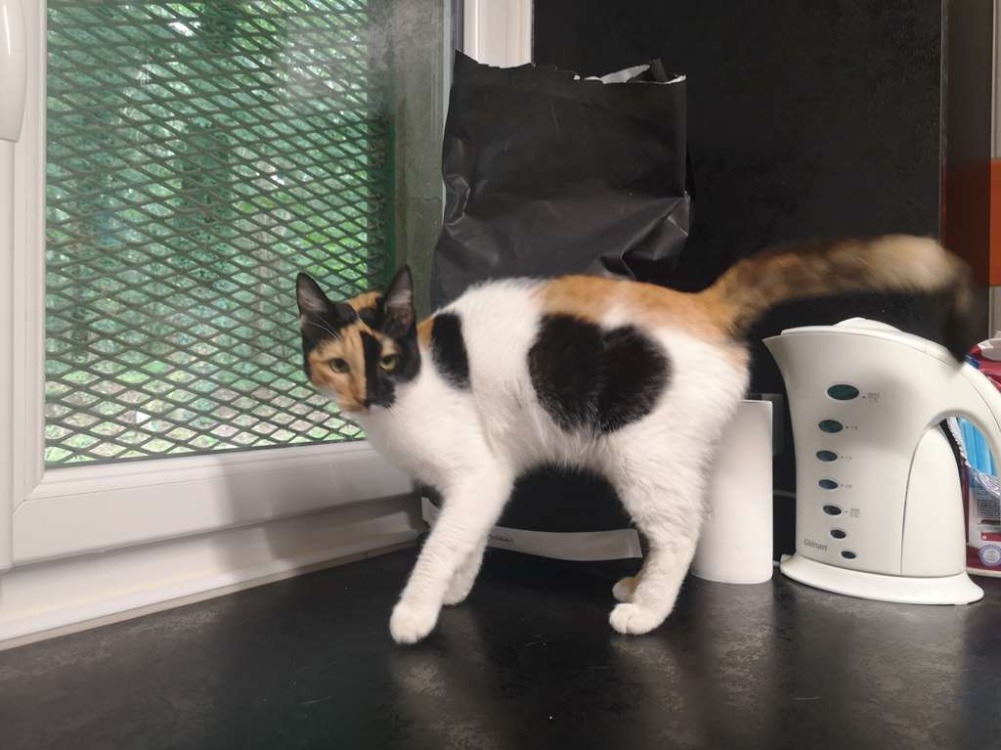 Stella