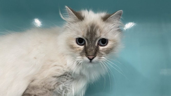 Animal à l'adoption