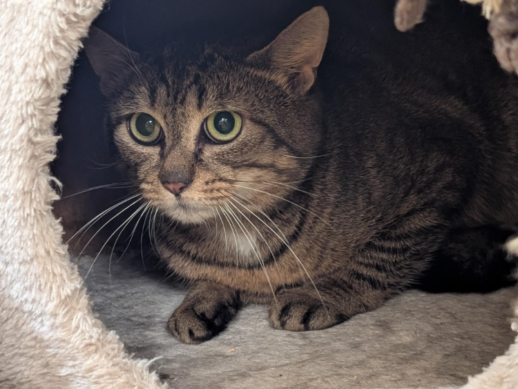 Photo de Stitch a17371
