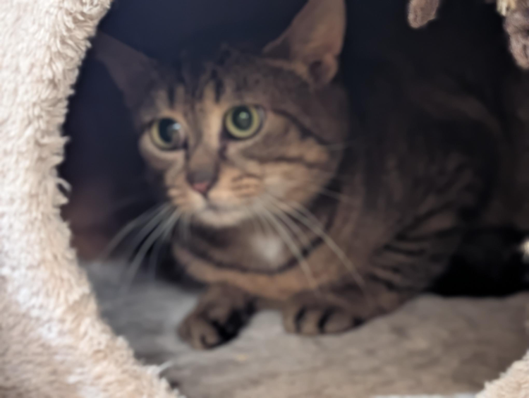 Photo de Stitch a17371