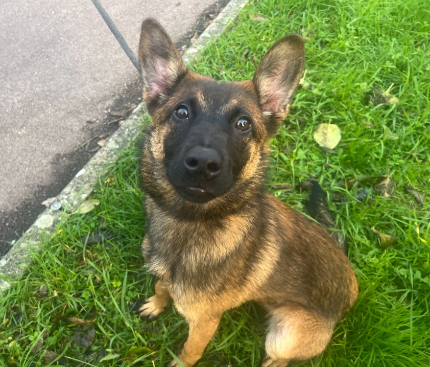 Animal à l'adoption