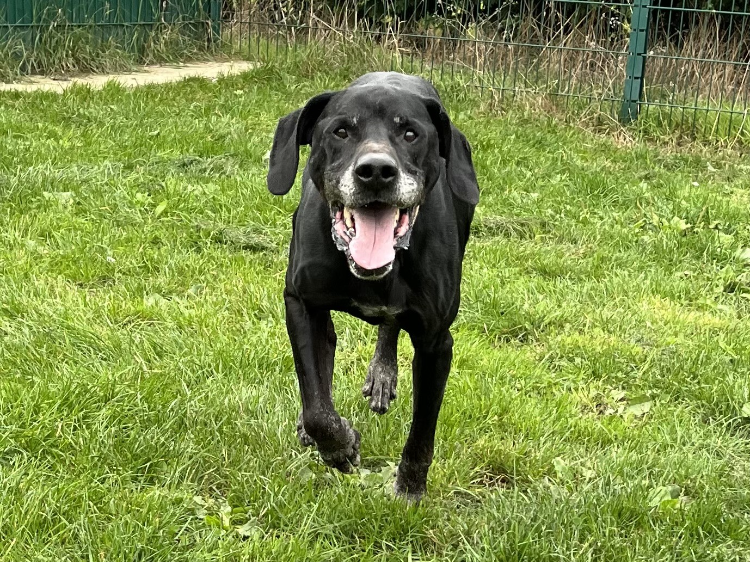 Animal à l'adoption