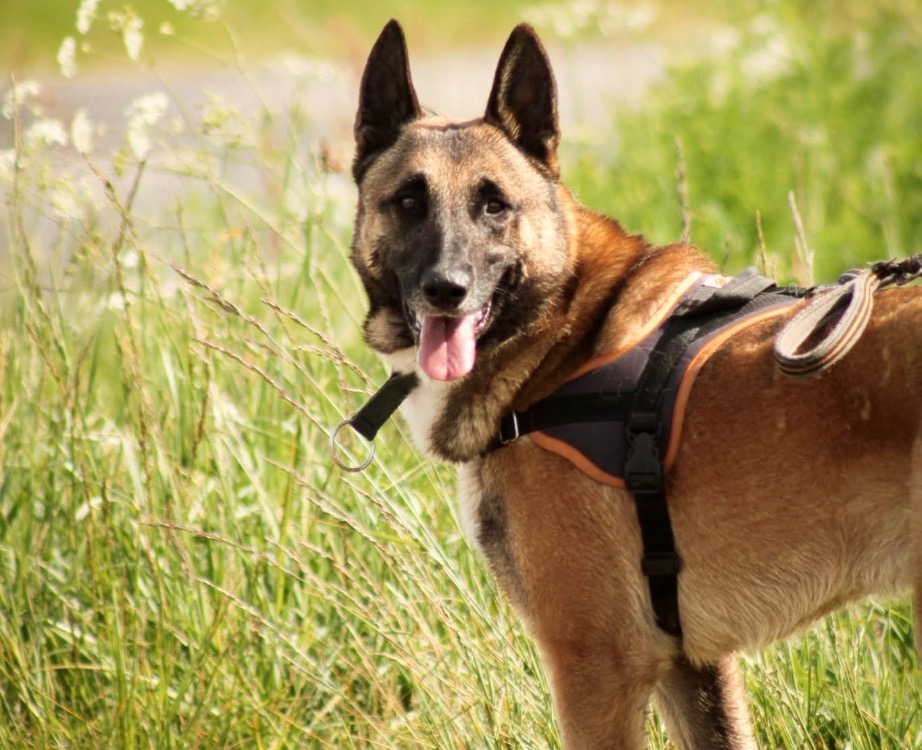 Animal à l'adoption