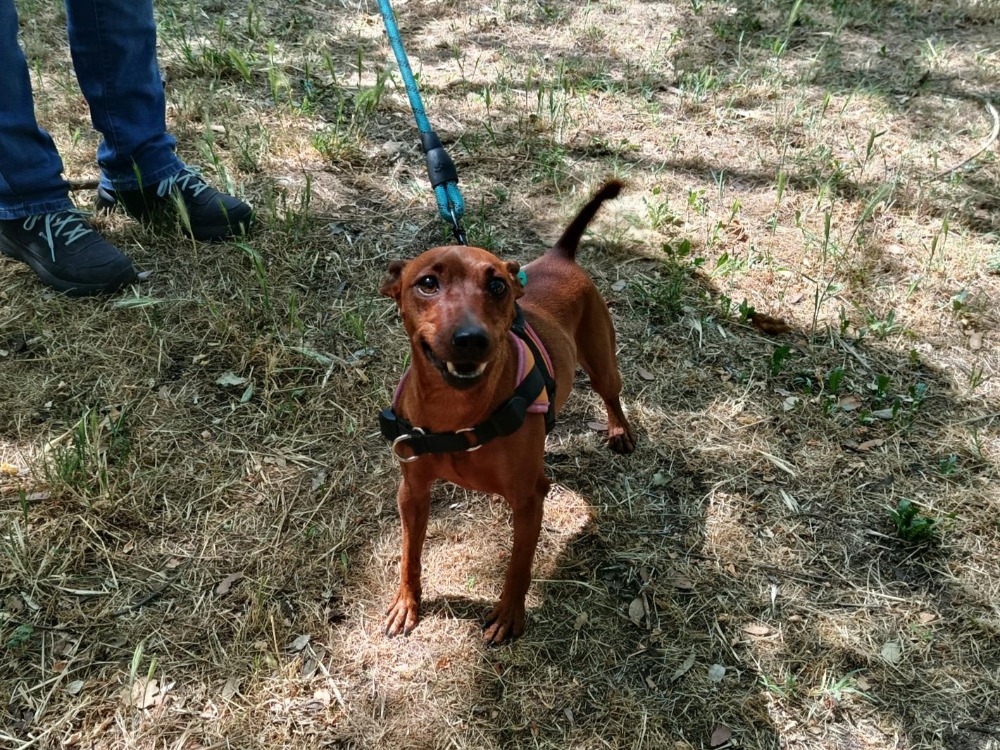 Animal à l'adoption