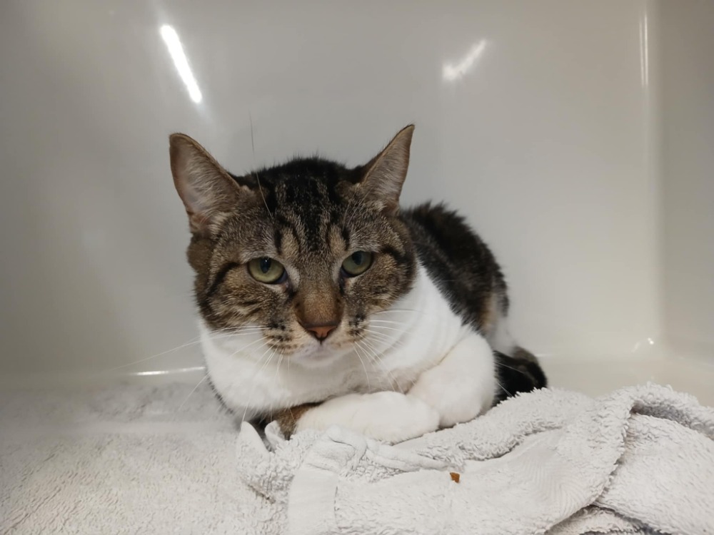 Animal à l'adoption