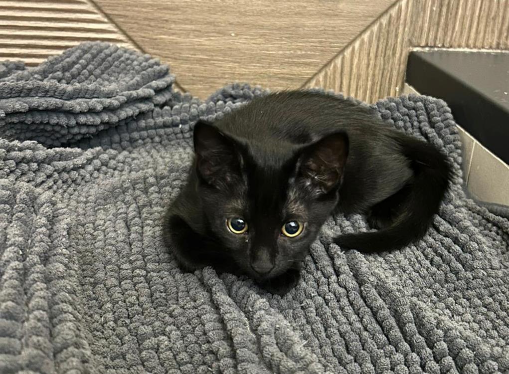 Animal à l'adoption