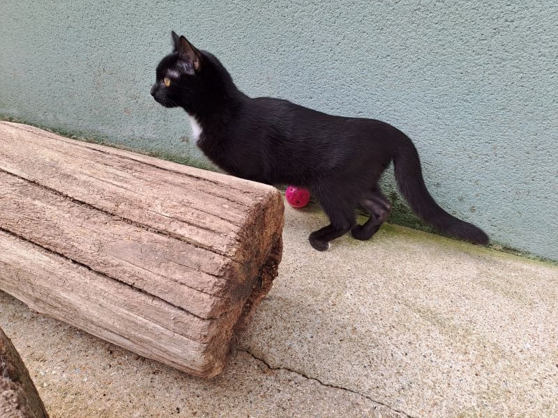 Photo de Sweety
