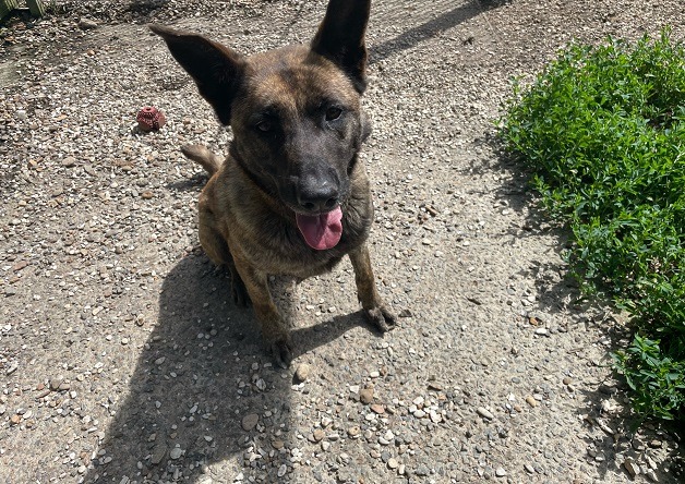 Animal à l'adoption
