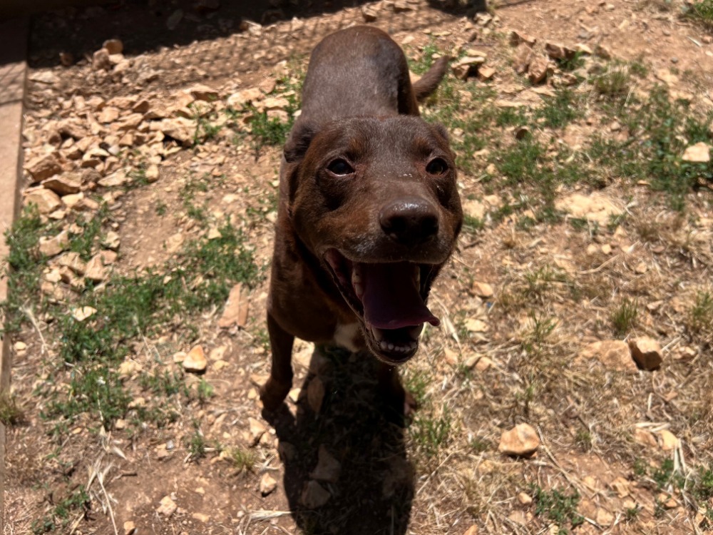 Animal à l'adoption