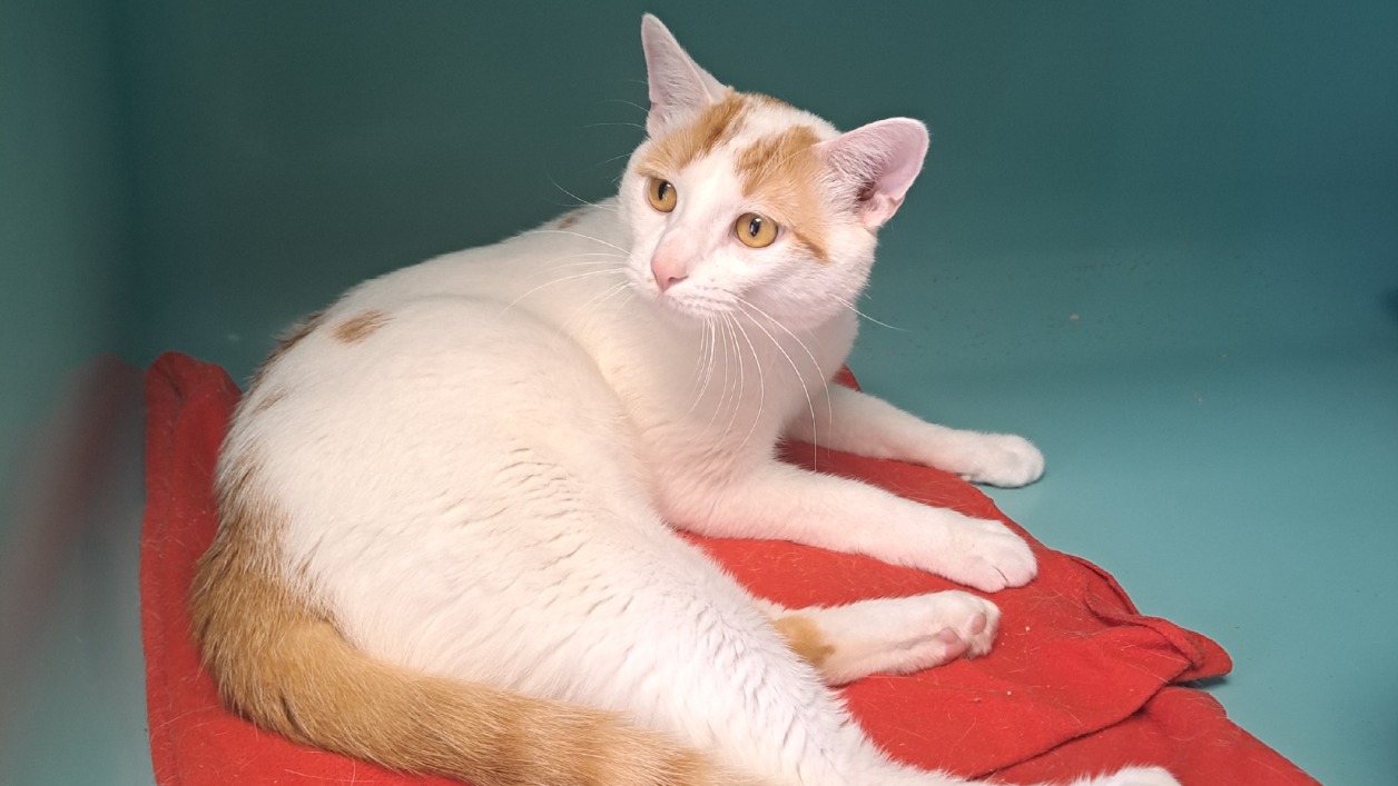 Animal à l'adoption