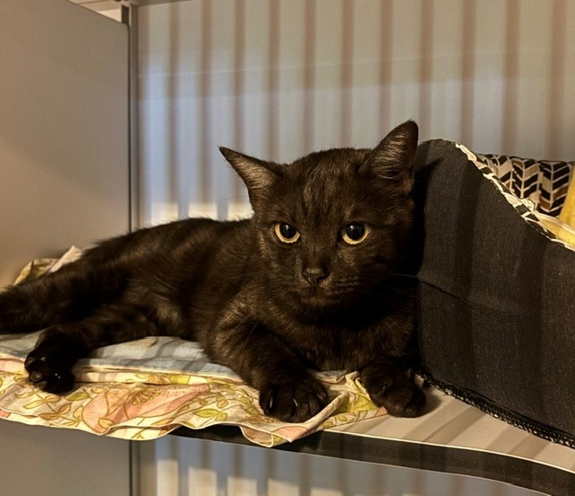 Animal à l'adoption