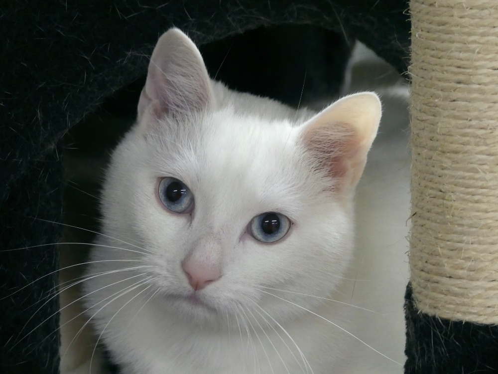 Animal à l'adoption