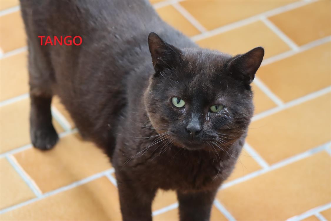 Tango