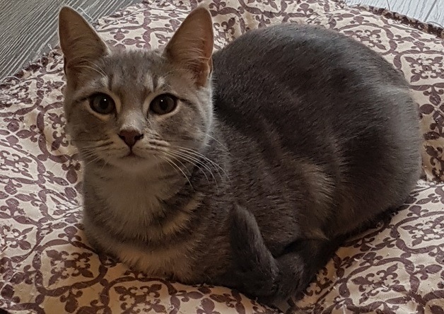 Animal à l'adoption