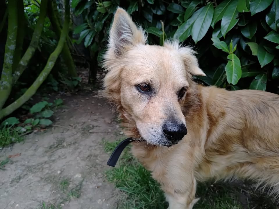 Taro