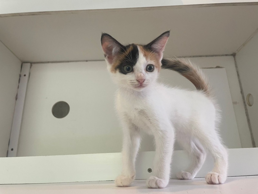 Animal à l'adoption