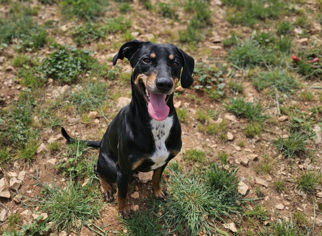 Animal à l'adoption