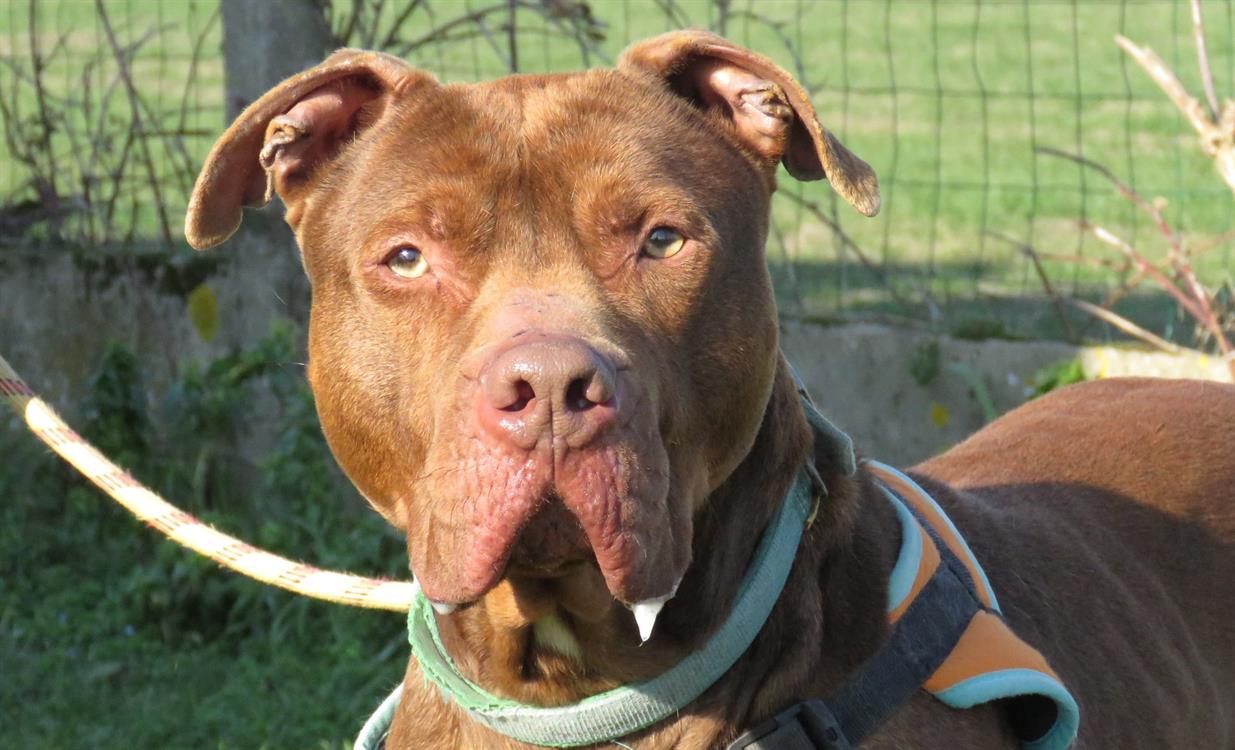 Animal à l'adoption