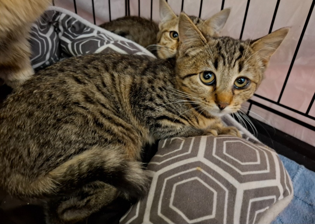 Animal à l'adoption