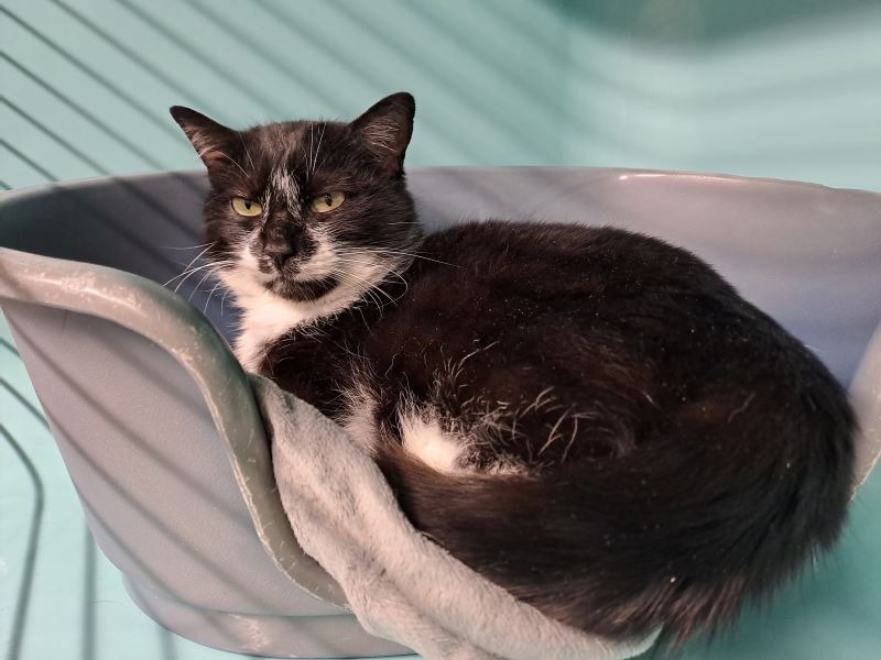 Animal à l'adoption