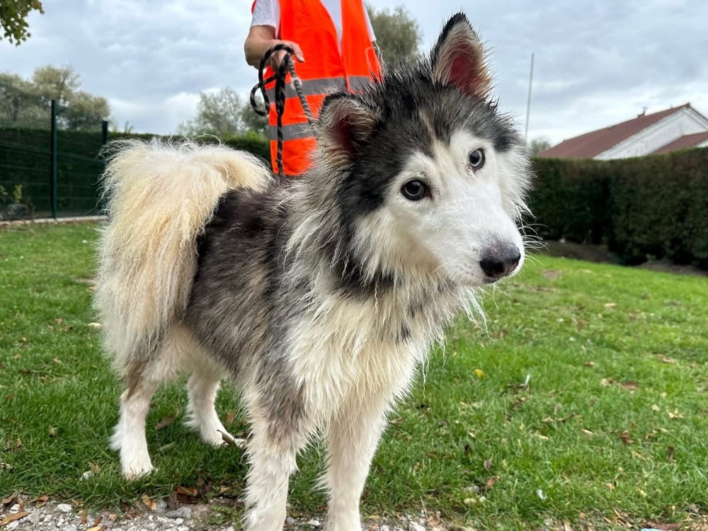Animal à l'adoption
