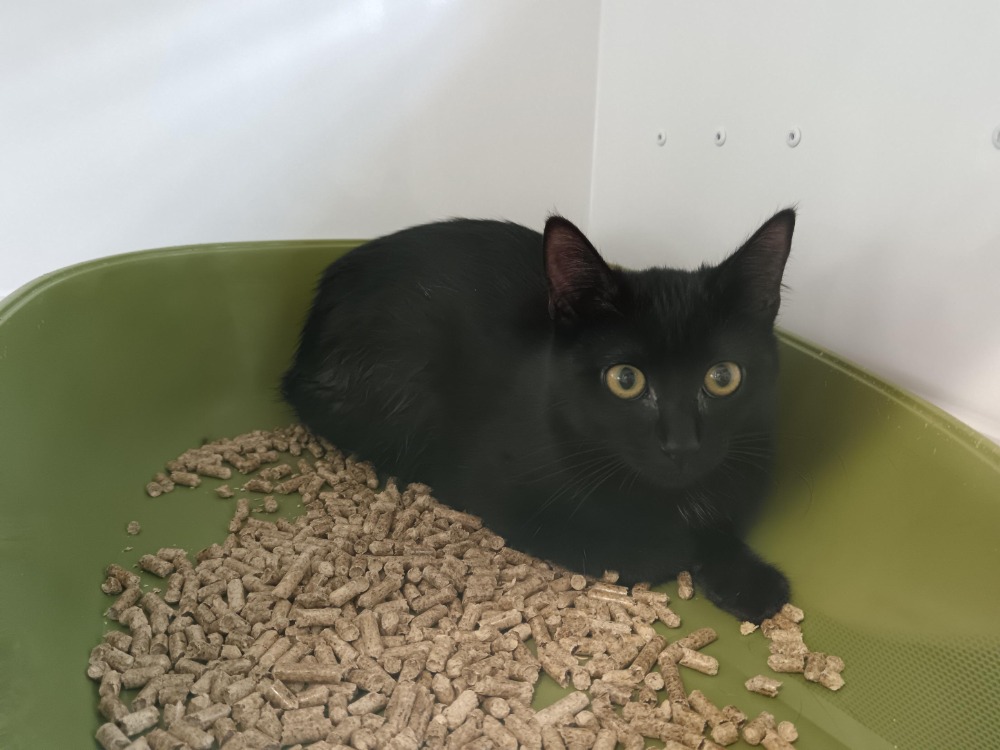 Animal à l'adoption