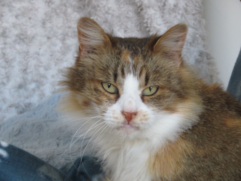 Animal à l'adoption