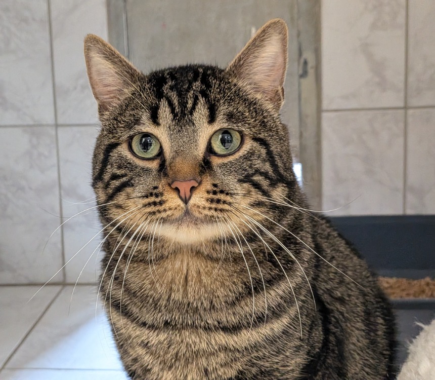 Animal à l'adoption
